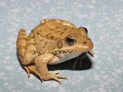 Pelophylax bedriagae