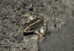Pelophylax bedriagae