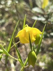 Calochortus amabilis