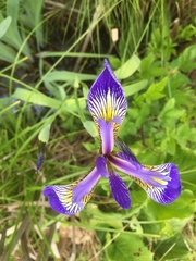 Iris