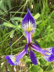 Iris