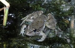Pelophylax bedriagae