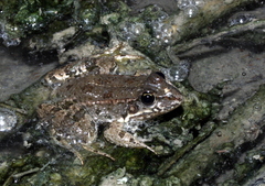 Pelophylax bedriagae