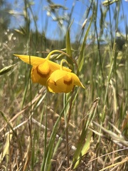 Calochortus amabilis