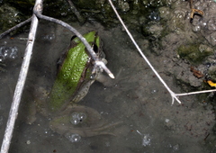 Pelophylax bedriagae