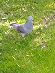 Columba livia domestica