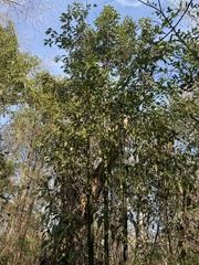 Cinnamomum camphora