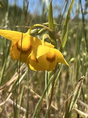 Calochortus amabilis