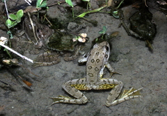 Pelophylax bedriagae