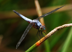 Brachydiplax chalybea