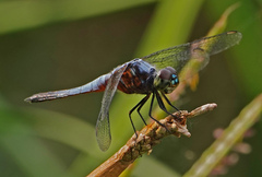 Brachydiplax chalybea