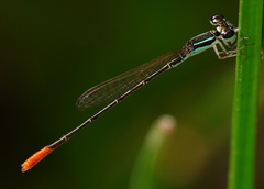 Agriocnemis femina