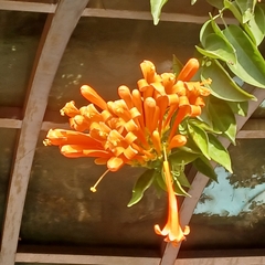 Pyrostegia