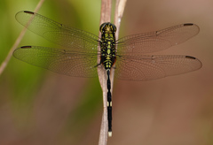 Orthetrum sabina