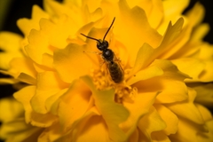 Halictus