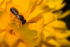Halictus