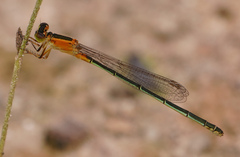 Ischnura senegalensis