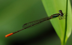 Agriocnemis femina