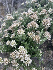 Ozothamnus leptophyllus