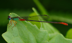 Ceriagrion cerinorubellum