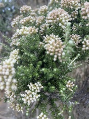 Ozothamnus leptophyllus