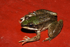 Lithobates vaillanti