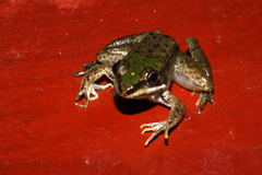 Lithobates vaillanti