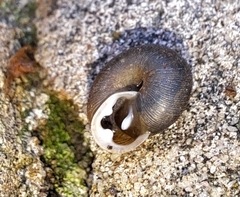 Triodopsis hopetonensis