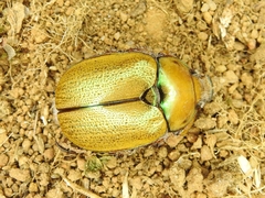 Anoplognathus suturalis