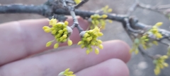 Cornus