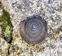 Triodopsis hopetonensis