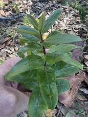 Asclepias tomentosa
