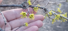 Cornus