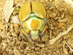 Anoplognathus suturalis