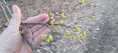 Cornus