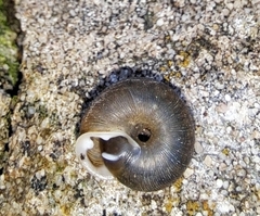 Triodopsis hopetonensis