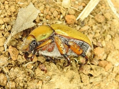 Anoplognathus suturalis
