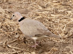 Streptopelia vinacea