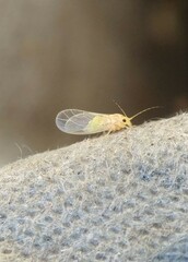 Cacopsylla annulata