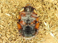 Anoplognathus suturalis