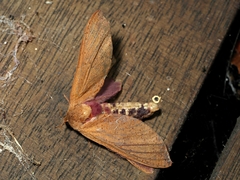 Elhamma australasiae