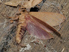 Elhamma australasiae