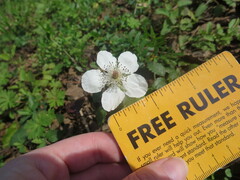 Rubus trivialis