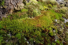 Antitrichia curtipendula