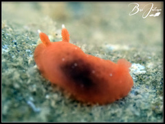 Dendrodoris fumata