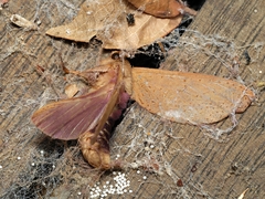 Elhamma australasiae