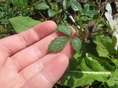 Rubus trivialis