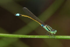 Ischnura senegalensis