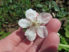 Rubus trivialis