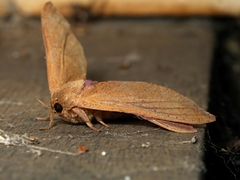 Elhamma australasiae